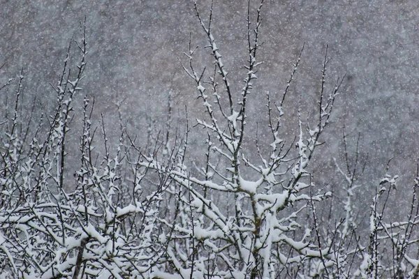 Зимовий Пейзаж Білий Сніг Гілках Дерев Зимовий Фон — стокове фото