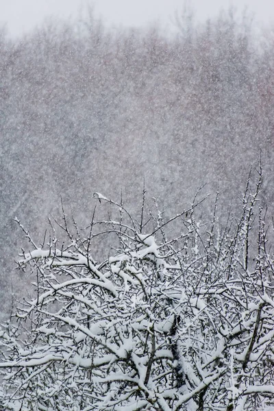 Зимовий Пейзаж Білий Сніг Гілках Дерев Зимовий Фон Дерева Снігу — стокове фото