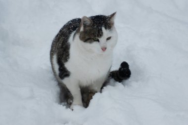 Koca bir kedi kışın kötü havada oturur. Kış arkaplanı.