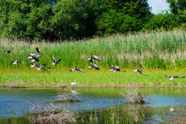 Birçok kaz suyun üzerinde uçar. Vahşi doğa. Mavi su ve yeşil sazlıklar. Sudaki kuru dallar.