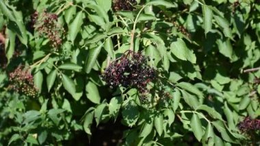 Bir sürü küçük böğürtlen. Olgun elderberry 'ler çalılarda asılı. İlaç fabrikası..