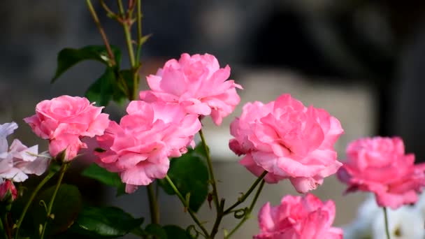 Röda Rosenparken Vackra Blommor Svajar Vinden Modernt Blomsterprakt Naturlig Bakgrund — Stockvideo