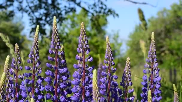 Biru Lupine Mekar Banyak Bunga Liar Alam Yang Indah — Stok Video