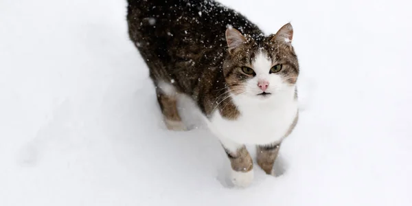 고양이 겨울에는 고양이가눈 들판을 거닐고 — 스톡 사진