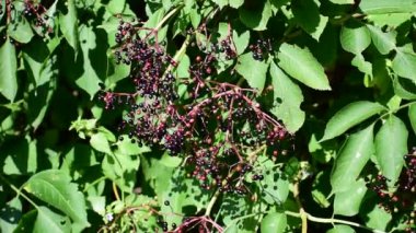 Olgun elderberry 'ler çalılarda asılı. İlaç fabrikası. Bir sürü küçük böğürtlen.