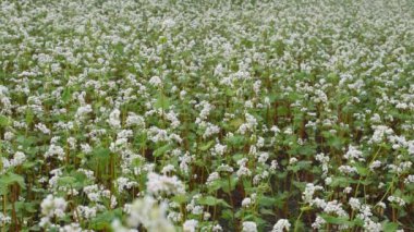 Tarlada karabuğday yetiştiriyorum. Arılar üzerinden uçar.