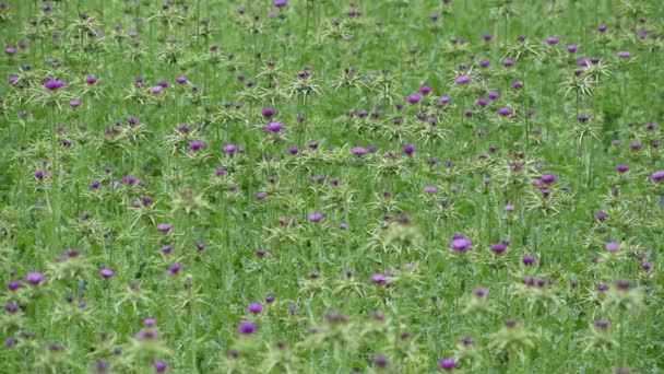Planta Medicinal Flores Cardo Leite Verão — Vídeo de Stock