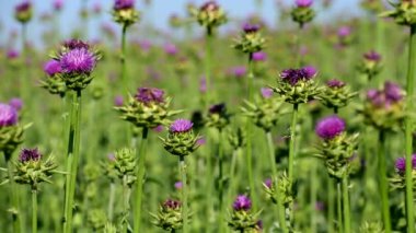 Süt devedikeni tarlada yetişiyor. Mavi gökyüzü. İlaç fabrikası..