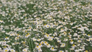 Birçok beyaz papatya tarlada çiçek açar. Güzel doğa tıbbi bitkiler..