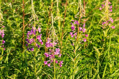 Güneşli bir yaz gününde Chamaenerion angostifolium. Dokunulmamış doğa tıbbi bitki. Yazın çiçek açar..