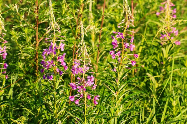 晴れた夏の日にChamaenerion Angostifolium 無感動の自然薬用植物 夏に咲く — ストック写真