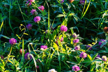 Yeşil yapraklar çiğ ile kaplıdır. Güzel yonca çiçekleri. Güneşin ılık ışınlarının altında.