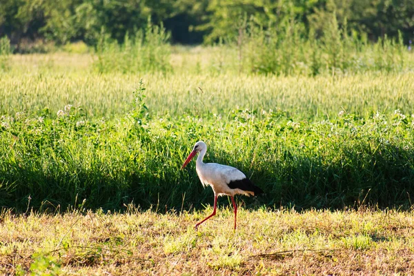 一只鹤穿过修剪过的田野寻找食物 美丽的风景 — 图库照片