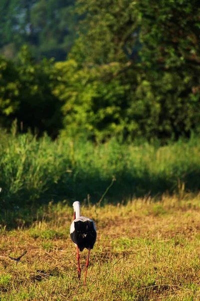 Stork Walks Mowed Field Looking Food Beautiful Landscape — Stock Photo, Image