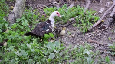 Bir ördek yavrusuna göz kulak olur. Doğa geçmişi. Vahşi hayvanların yaşamı.