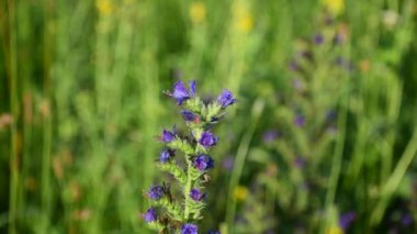 Echium vulgare. Sapı yuvarlanıyor, üzerinde mavi çiçekler var. Bulanık yeşil arkaplan.