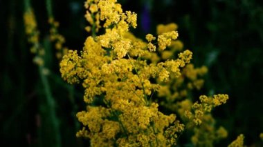 Isatis tinctoria. Bir sürü sarı küçük çiçek. yeşil bulanık arkaplan.