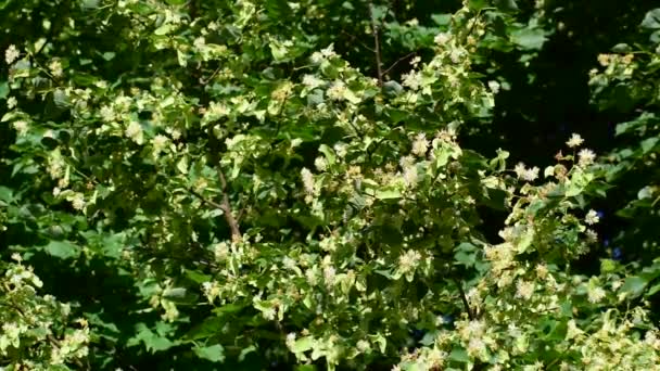 Linden Blossom Branch Green Leaves Medicinal Plant Bees Flying — Stock Video