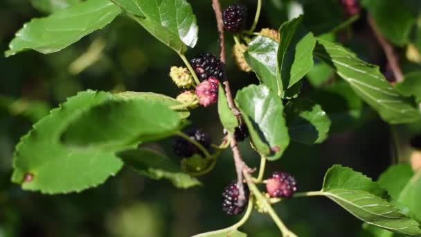 红莓和黑莓 靠近点模糊的绿色背景 — 图库视频影像