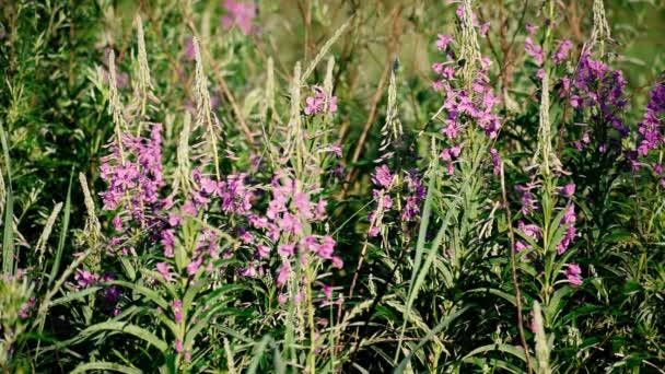 Chamaenerion Angostifolium Dia Ensolarado Verão Natureza Intocada Planta Medicinal Floresce — Vídeo de Stock
