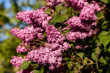 Çiçek açan leylak çiçekleri. Çiçekler arka plandaki şırıngalara benziyor. Yakın çekim.