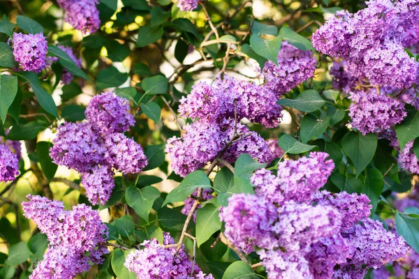 紫丁香在樱桃树上盛开 美丽的背景 开着花 — 图库照片