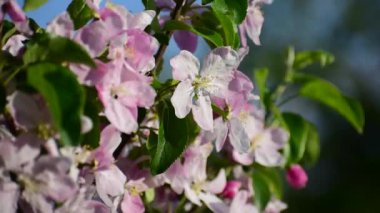 Güzel Bahar Elması ağacı çiçekleri, yaklaşın. Geçmişi. Güzel doğa..