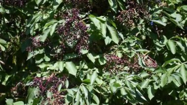 Bir sürü küçük böğürtlen. Olgun elderberry 'ler çalılarda asılı. İlaç fabrikası..