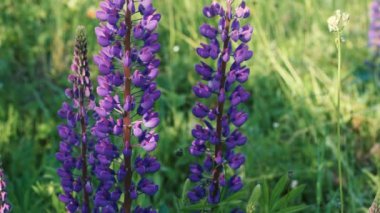 Yumuşak, yumuşak renkler, bulanık arkaplan. Bahçe işleri veya çayır otları kavramı. Çiçek açan lupin çiçekleri. Lupin tarlası. Güneş ışığı bitkilerin üzerinde parlar. Violet bahar ve yaz çiçekleri.