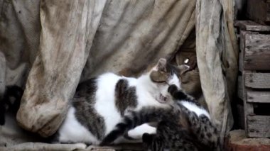 Kedicik anne yavrularıyla oynuyor. Evsiz kediler.