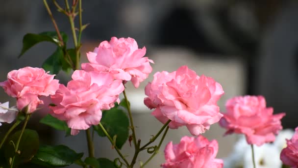Parque Rosas Rojas Hermosas Flores Balanceándose Viento Floristería Moderna Fondo — Vídeos de Stock