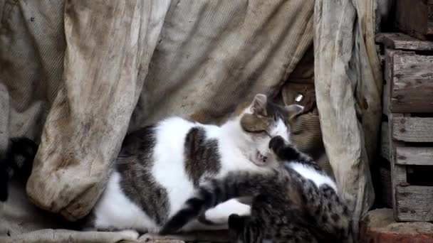 Kitty Mamá Juega Con Sus Gatitos Gatos Sin Hogar — Vídeo de stock