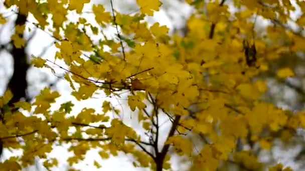 Geelachtige Herfstbladeren Zwaaien Wind Achtergrond Herfst — Stockvideo