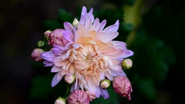 Красиві Осінні Квіти Цвітуть Краплі Осіннього Дощу Пелюстках — стокове відео