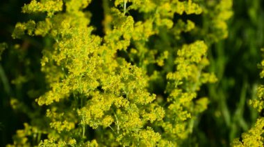 Isatis tinctoria. Bir sürü sarı küçük çiçek. yeşil bulanık arkaplan.