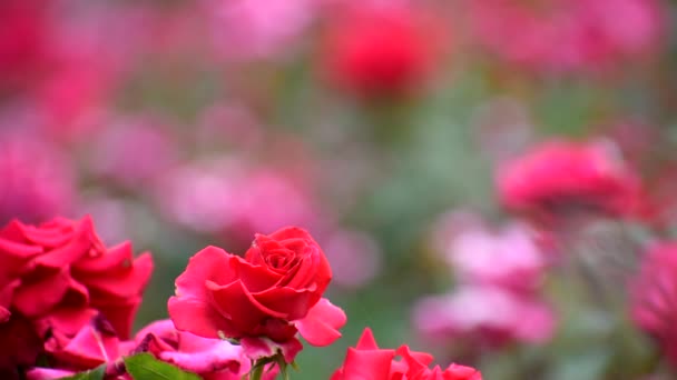 Las Rosas Rojas Acercan Flores Verano Muy Hermosas Fondo Rojo — Vídeos de Stock