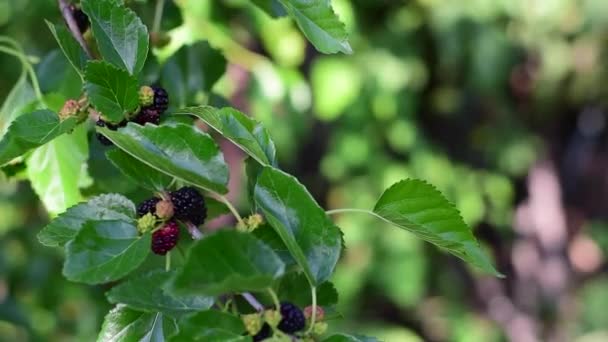 Mulberry Branch Green Leaves Red Black Berries Close Blurred Green — Stock Video