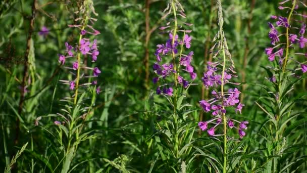 Chamaenerion Angostifolium Een Zonnige Zomerdag Onaangetaste Natuur Medicinale Plant Bloeit — Stockvideo