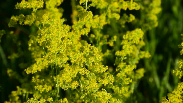 Isatis Tinctoria Spousta Žlutých Malých Květinek Zelené Rozmazané Pozadí — Stock video