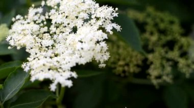 Mürver rengi. Şifalı bitki bahar arkaplanı