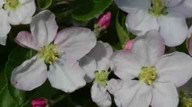 Elma ağacı rengi yakın çekim videosu. Bahar güzel renk. Sihirli doğa. Rüzgarda sallanan çiçekler.