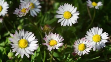 Küçük güzel papatyalar. Güneşin altında yaz. İlaç fabrikası. Ukrayna 'nın güzel doğası