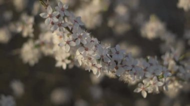 Birçok küçük beyaz çiçekler bir dalda çiçek açar. Büyülü bahar dönemi. Hassas bir renk dalı.