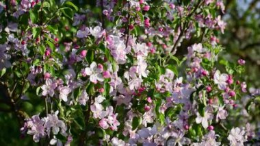 Güzel Bahar Elması ağacı çiçekleri, yaklaşın. Geçmişi. Güzel doğa..