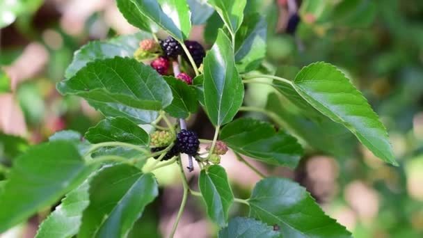 緑色の葉と赤と黒の果実を持つ桑の枝 閉めろ 青緑色の背景 — ストック動画