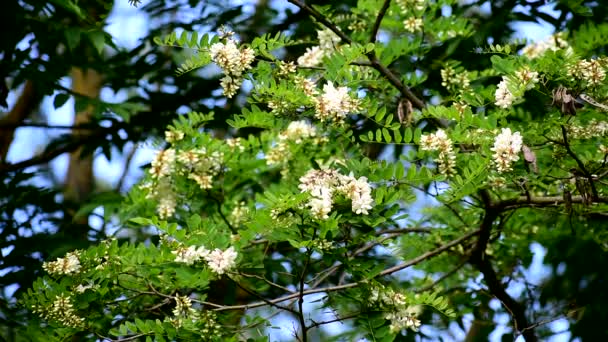 Weiße Akazien Blühen Sommer Auf Einem Grünen Baum Guter Honigbär — Stockvideo
