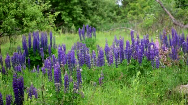 Lupinovou Barvu Krásné Divoké Květiny Přírodě Krásné Pozadí Modrými Květy — Stock video