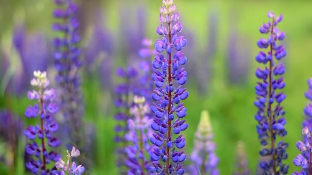 Lupinfärg Vackra Vilda Blommor Naturen Vacker Bakgrund — Stockvideo