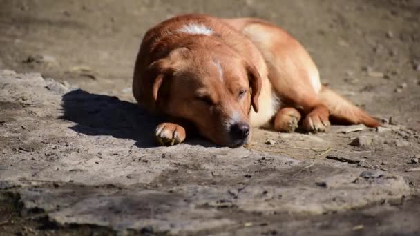 Sarı Tasmalı Üzgün Bir Köpek Öğleden Sonra Güneş Altında Isınır — Stok video