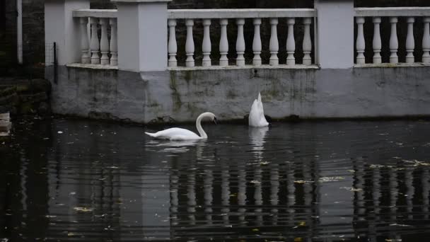 Білі Лебеді Плавають Воді Кам Янець Подільський Лебедине Озеро — стокове відео